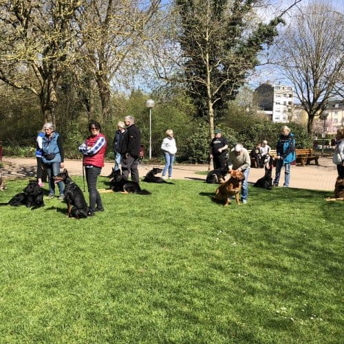 Dog-walking