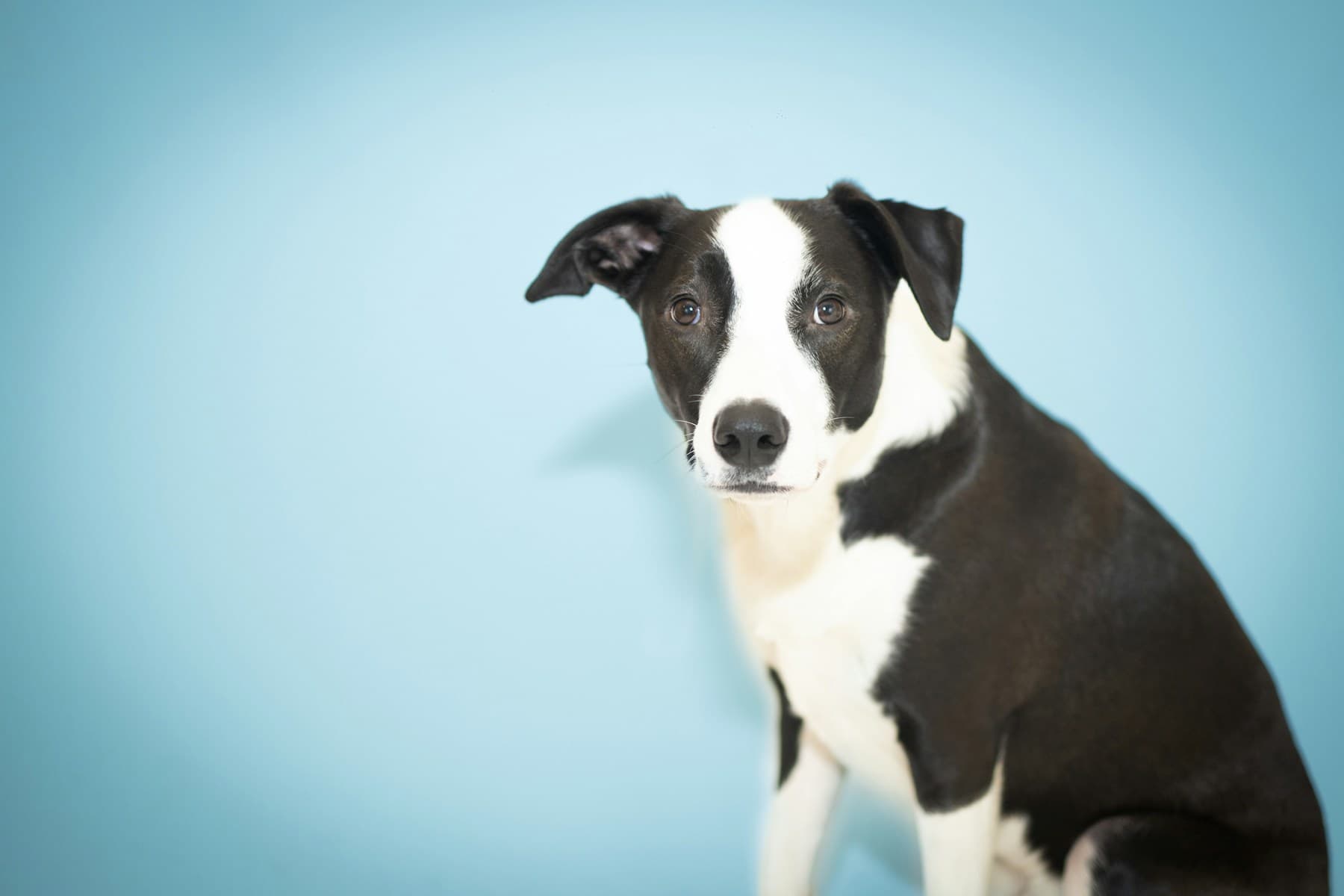 Attentive black-and-white dog against a Zare-Schlass blue background
