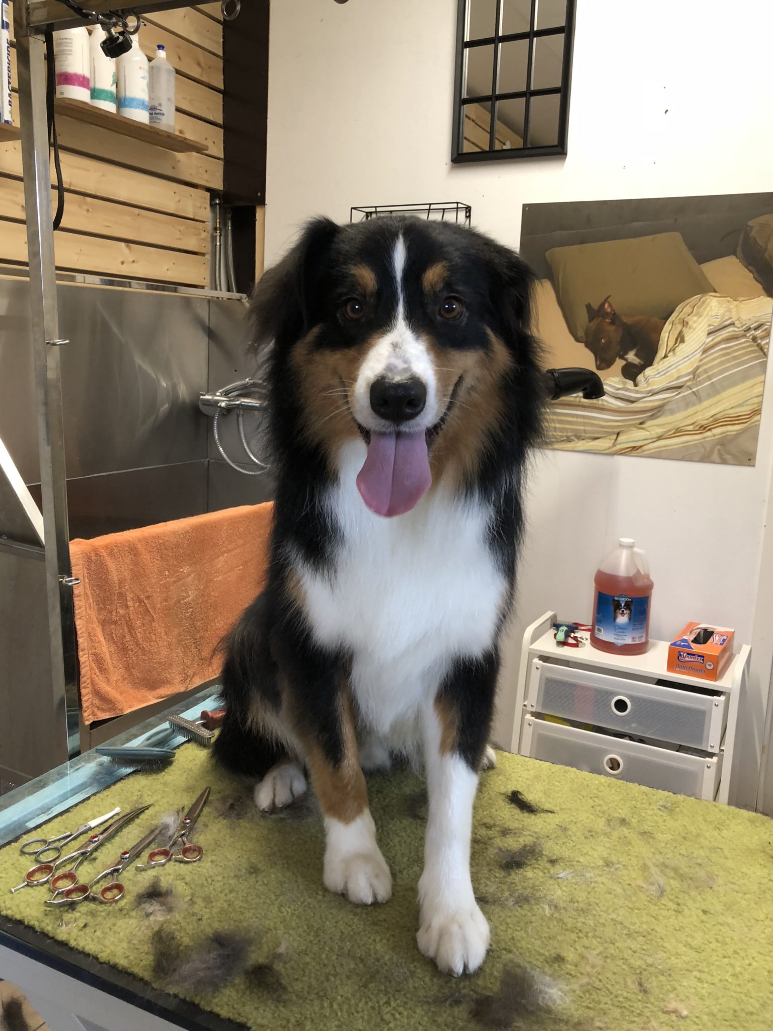 Dans Quel Pays Peut On Couper Les Oreilles Des Chiens services de toilettage - Zareschlass