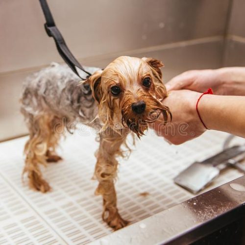 dog-wash-shearing-washing-yorkshire-terrier-front-haircut-professional-hairdresser-dog-wash-shearing-106355445