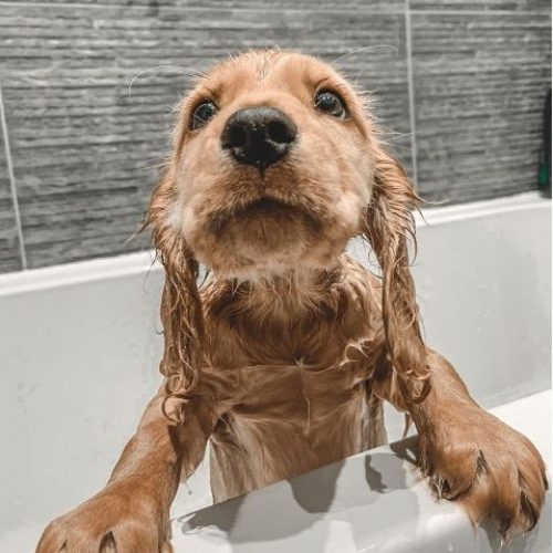 dogs-in-baths-1611309698