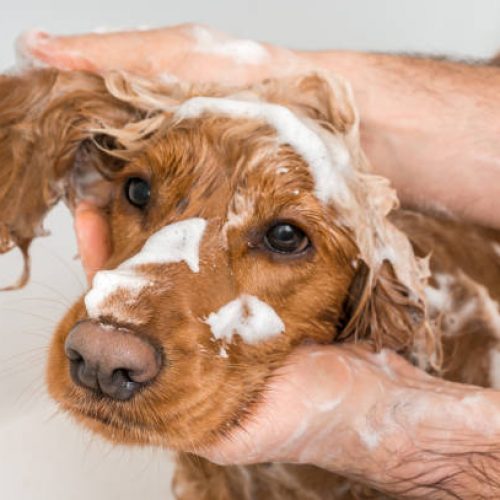 English cocker spaniel dog taking a shower with shampoo, soap and water in a bathtub